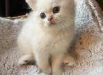 British Shorthair White - British Shorthair Kitten For Sale - Gurnee, IL, US