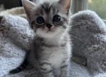 British Shorthair - British Shorthair Kitten For Sale - Gurnee, IL, US