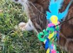 Lilly - Bengal Cat For Sale - 