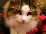 Jaffu - Domestic Cat For Sale - 