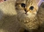 Lily - Scottish Straight Kitten For Sale - Naperville, IL, US