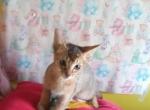 Ruddy barbie doll - Abyssinian Kitten For Sale - 