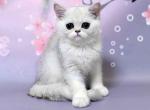 Wilma silver shaded british shorthair baby girl - British Shorthair Kitten For Sale - CA, US