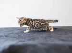 Bengal babies silver and brown - Bengal Kitten For Sale - Reno, NV, US