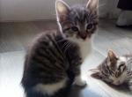 You pick the name - Domestic Kitten For Sale - 