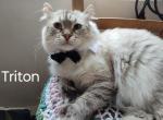 Triton Moon - Highlander Cat For Sale/Retired Breeding - Virginia Beach, VA, US