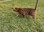 Chloe - Bengal Cat For Sale - 