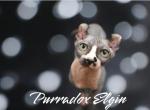 Purradox Litter - Sphynx Kitten For Sale - 