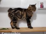 Smoochie - Highlander Cat For Sale/Retired Breeding - Virginia Beach, VA, US