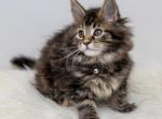 zoey - Maine Coon Kitten For Sale - Great Falls, VA, US