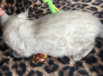 Snow Female - Bengal Kitten For Sale - 