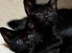 Melanistic Savannah SBT F5 - Savannah Kitten For Sale - Roseville, CA, US