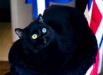 Oskar - British Shorthair Cat For Adoption - Watertown, NY, US