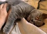 Ember British Shorthair - British Shorthair Kitten For Sale - Derry, NH, US