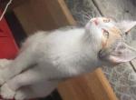 Wilo - American Longhair Kitten For Sale - Columbia, MO, US