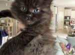 Ragamuffins - Ragamuffin Kitten For Sale - Minneapolis, MN, US