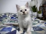 Adalbert - Ragdoll Kitten For Sale - Tuscaloosa, AL, US