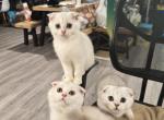 5 Male Cream Coloured Scottish Folds - Scottish Fold Kitten For Sale - San Jose, CA, US