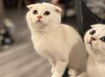 5 Male Cream Coloured Scottish Folds - Scottish Fold Kitten For Sale - 