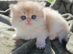 Golden British Longhair - British Shorthair Kitten For Sale - Buffalo, NY, US