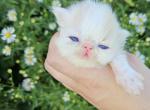 Persian kittens - Persian Kitten For Sale - Buffalo, NY, US