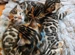 Bengal kittens Tica Registered - Bengal Kitten For Sale - Marion, NY, US