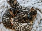 Bengal kittens Tica Registered Profile