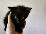 Black - Domestic Kitten For Adoption - 