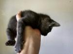 Gray gray - Domestic Kitten For Sale - 