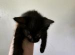 Nibbles - Domestic Kitten For Sale - 