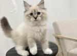 Purple Collar Siberian Girl - Siberian Kitten For Sale - Rosenberg, TX, US