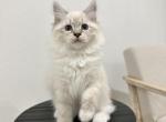 Green Collar Siberian Girl - Siberian Kitten For Sale - Rosenberg, TX, US