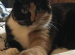 Harley - Domestic Cat For Adoption - Parlin, NJ, US