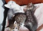 No names - American Shorthair Kitten For Sale - College Park, GA, US