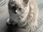 Dani - Ragdoll Kitten For Sale - 