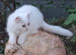 Merlin - Persian Kitten For Sale - Nicholson, GA, US