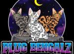 Bengal - Bengal Kitten For Adoption - 