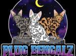 Bengal kittens - Bengal Kitten For Sale - 