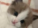 KiKi - Ragdoll Kitten For Sale - 