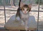 Brian - American Shorthair Kitten For Adoption - Grand Prairie, TX, US