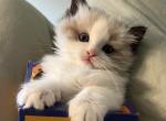 JoJo - Ragdoll Kitten For Sale - New York, NY, US