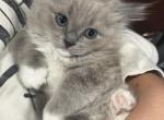 Male Ragdolls - Ragdoll Kitten For Sale - 