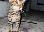 Lulu - Bengal Kitten For Sale - 