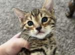 Lilly - Bengal Kitten For Sale - 