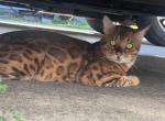 Jerry - Bengal Kitten For Sale - 