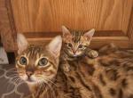 Coco - Bengal Cat For Sale - 