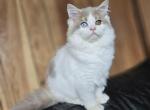 Prince - Scottish Straight Kitten For Sale - Philadelphia, PA, US