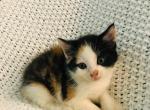 FREE Calico - Domestic Kitten For Sale - New Holland, PA, US