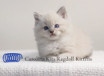 Green from Olive's litter - Ragdoll Kitten For Sale - 