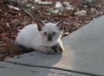 Siamese Mix baby - Domestic Kitten For Sale - Emory, TX, US